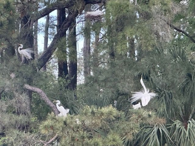 More Snowy egrets, Dataw Island.