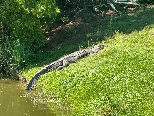 Big alligator, Dataw Island.