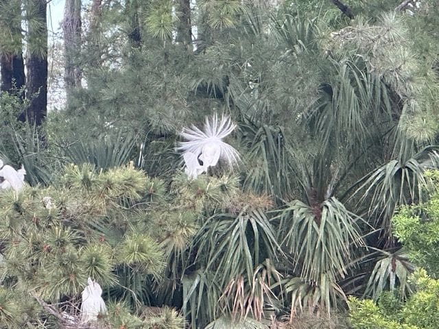 I think these are Snowy egrets, Dataw Island.