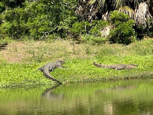 More alligators, Dataw Island.