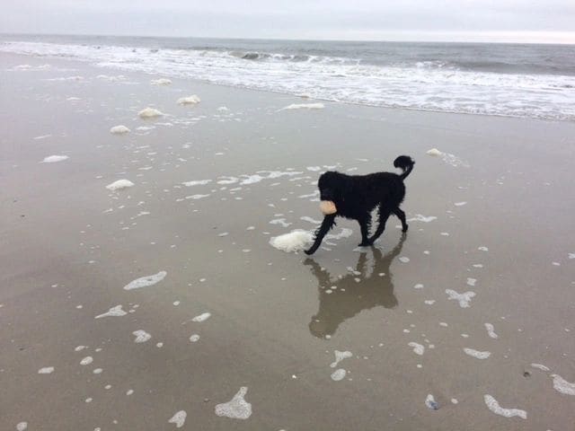 Mackers at HB in years past (she loved to carry a shell).