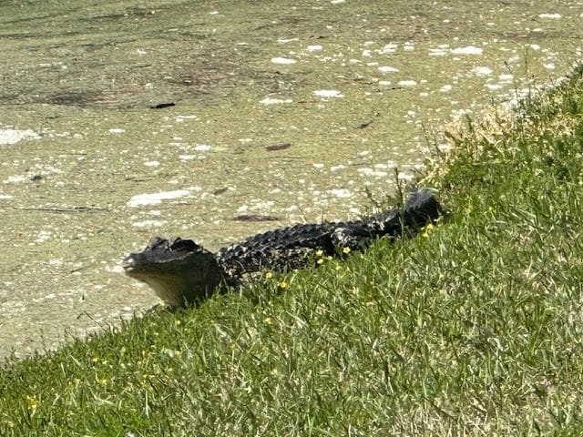 Another alligator, Dataw Island.