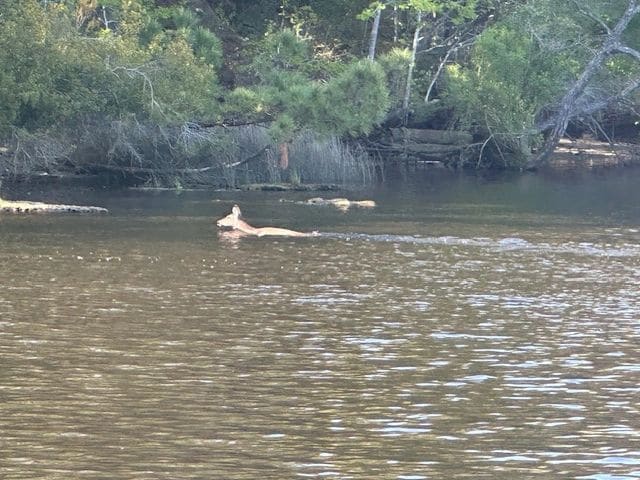 A deer swimming across the ICW.