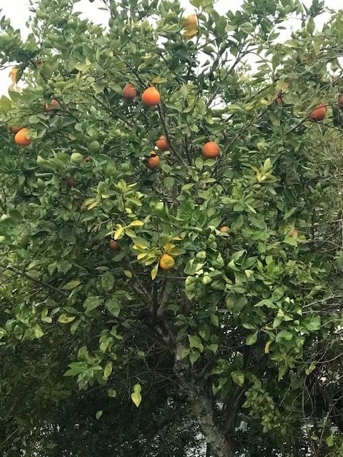 Orange trees - sure sign we are in Florida