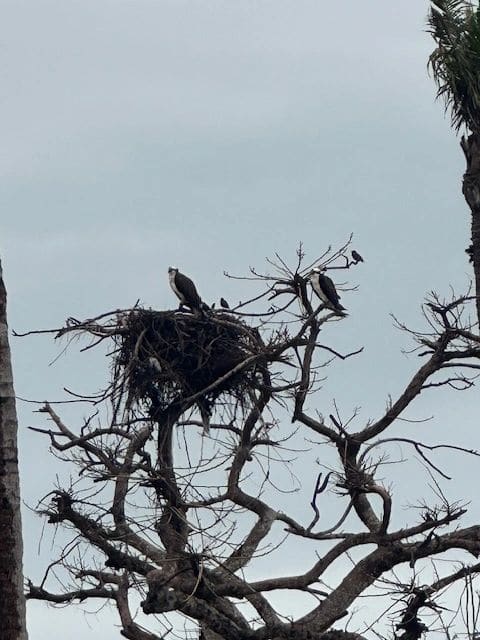 Along the beach in South Seas Marina, Captiva FL