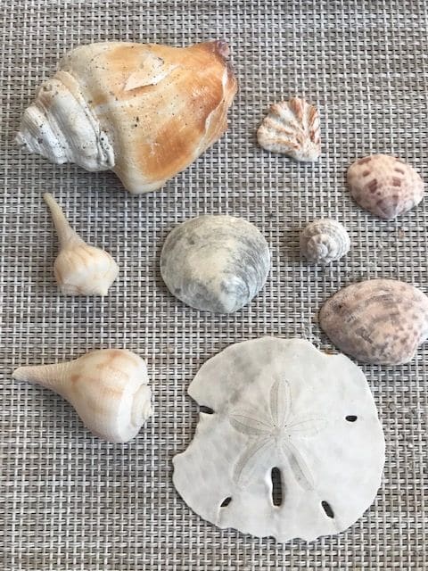 The start of Rob's shell collection