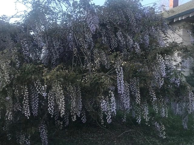 Lilacs, evening walk in Swansboro.