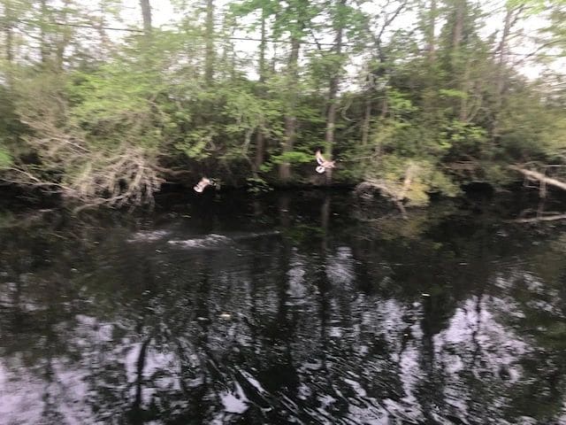 Dismal Swamp.