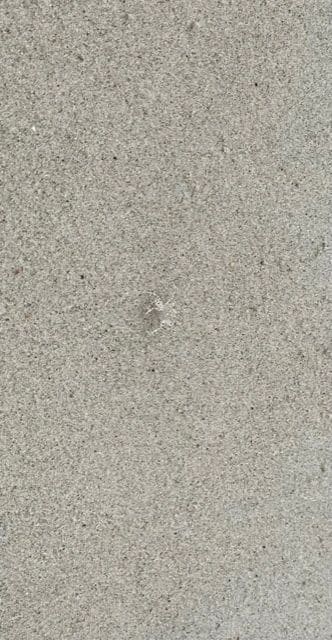 Sand bubbler crab - small, cute, fast!