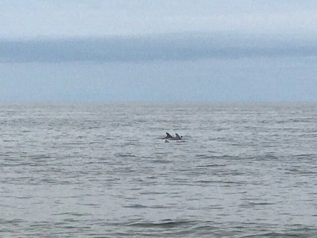 Dolphins during morning beach walk, Bald Head Island.