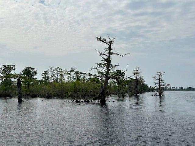 After the bridge, before the Dismal Swamp.