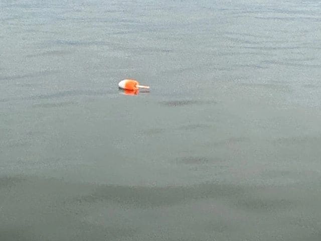 Crab pot fields are all over the Chesapeake Bay.