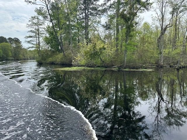 Dismal Swamp.