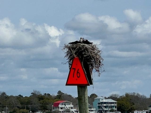Passing many osprey nests.