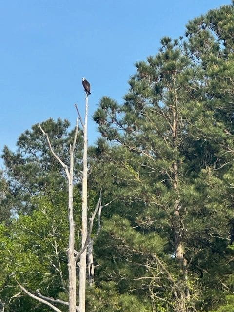 Bald eagle!?