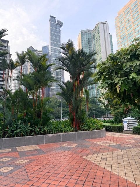 Colorful bark (KLCC park, morning walks)