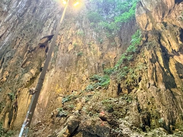 This wall was 'moving' with monkeys