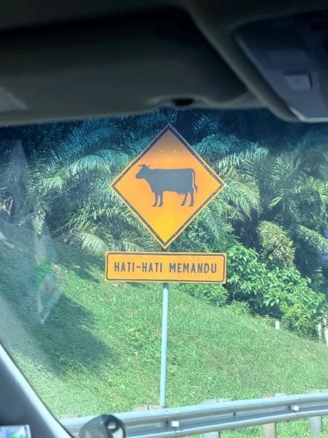 En route to Ipoh (one time a cow wandered on to the road)