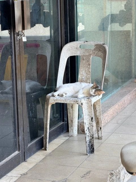 Rob's cat
