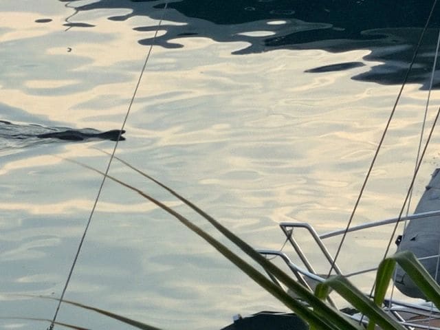 Of course, a monitor lizard siting on our way to town