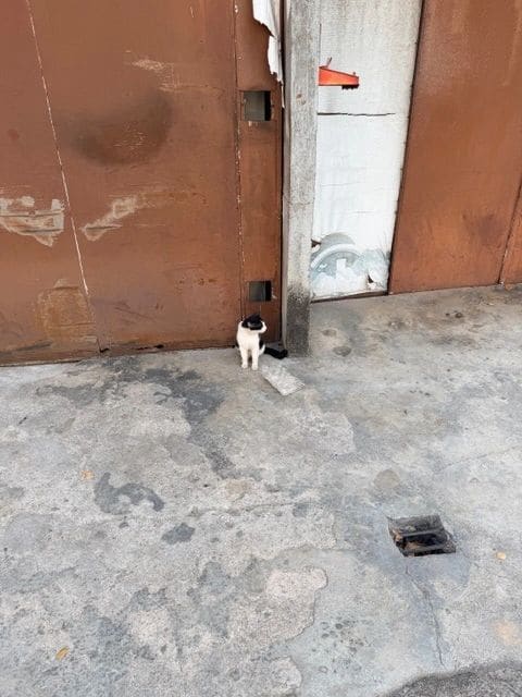 cats, and...