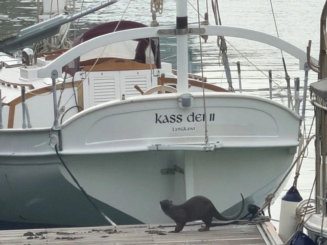 sea otters, and...