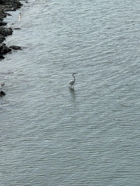 more birds!