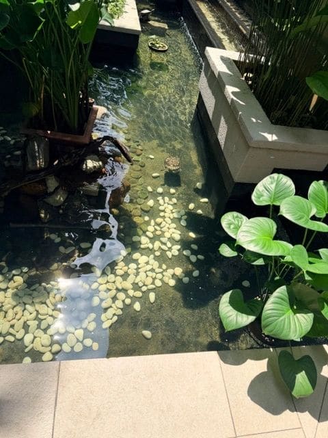Turtles in pond on way to hotel pool