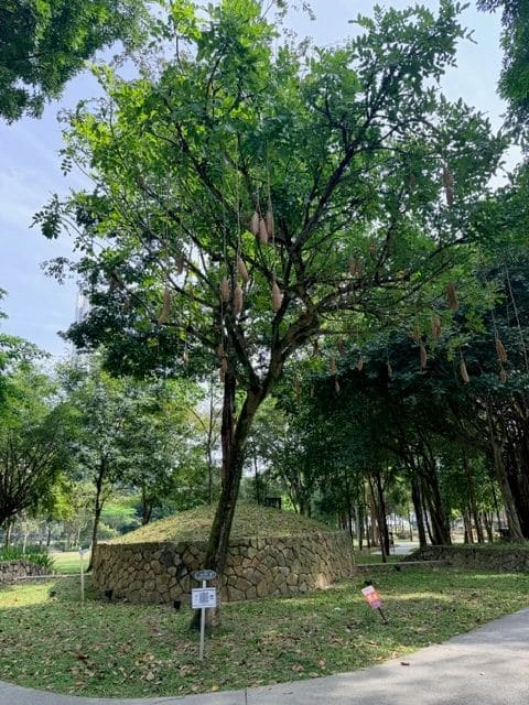 Sausage tree