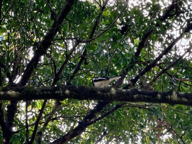 Rob spotted an Oriental Magpie Robin at the KLCC park
