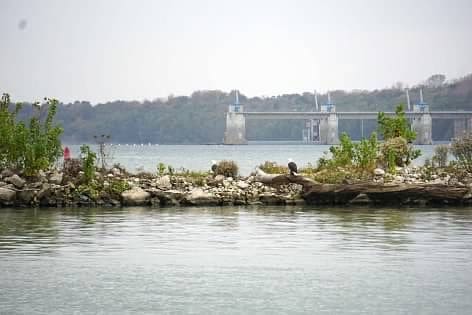 Bald eagles at Olmsted Lock anchorage (Olmsted lock and dam in background)