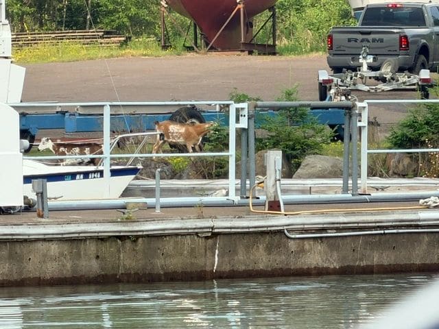 Goats at the Knife River marina!