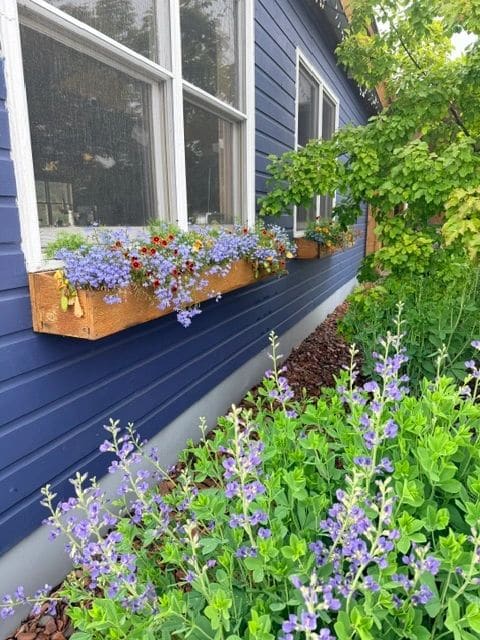 Pretty flowers of Grand Marais.