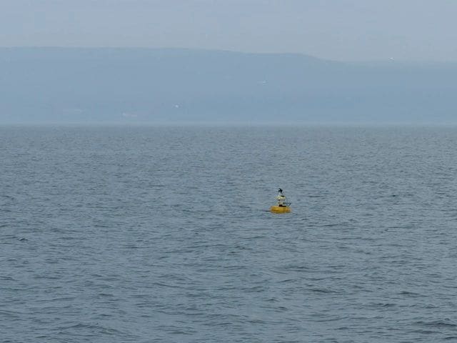 Research buoy - you never know what you'll find on the water!