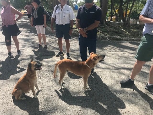 Many well-behaved dogs in Havana. These two keenly sniffed out a sandwich in someone’s bag. The one sat nicely in expectation.