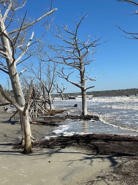 Driftwood Beach.