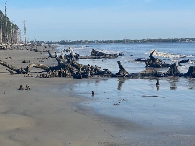 Driftwood Beach.