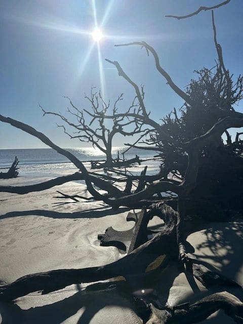 Driftwood Beach.