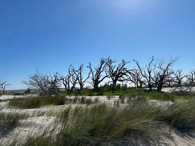 Driftwood Beach.