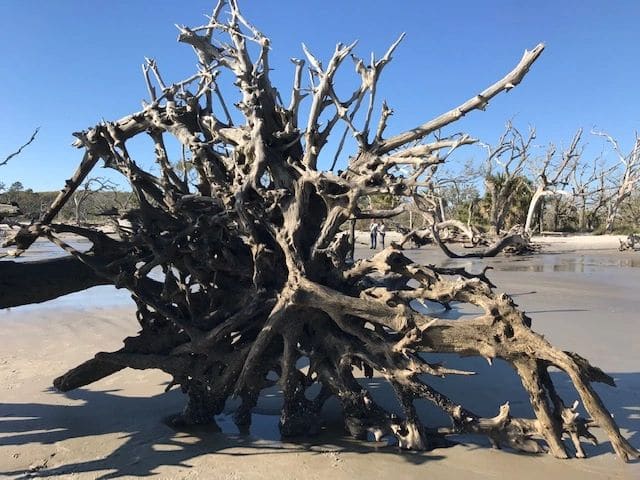 Driftwood Beach.