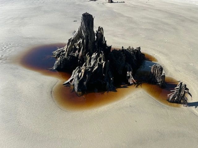 Driftwood Beach.