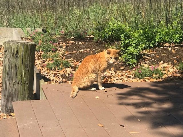 Moe, the 19-year-old marina cat. Originally living on a boat, the owner took Moe with him when he moved to a house on the island, but Moe kept returning to the marina. He doesn't see or hear well. He does welcome a scratch on the head.