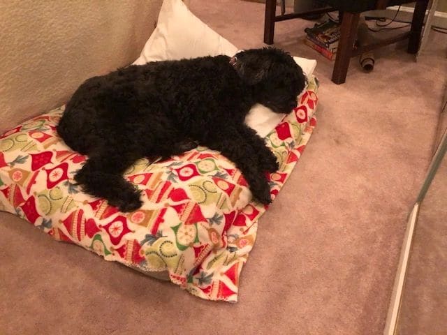 Mackers resting comfortably -- I miss our Mackers!