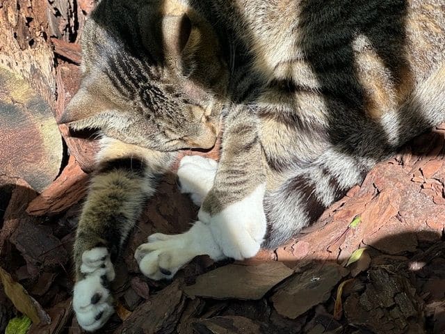 A lounging 6-toed cat, Hemingway House