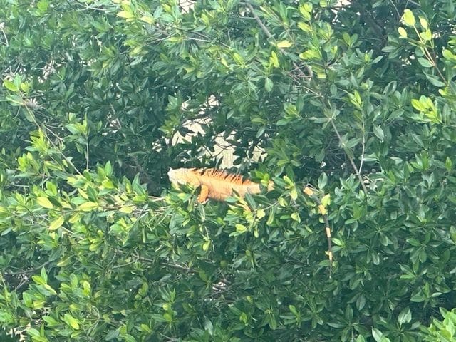 Iguana outside of Ft Taylor