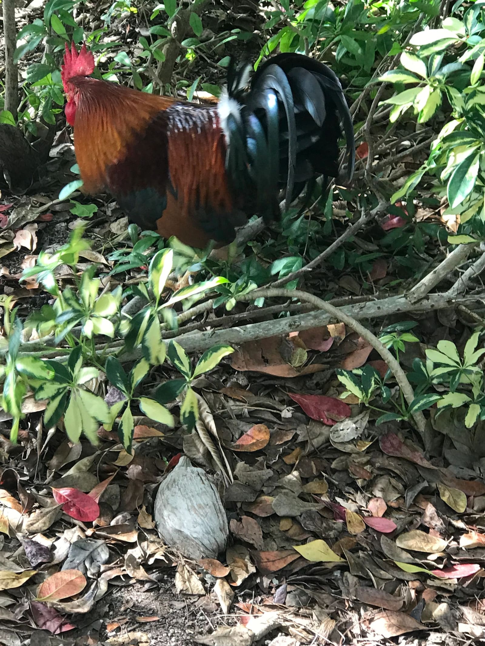 One of my favorite things about Key West: Roosters everywhere, crowing at all hours of the day