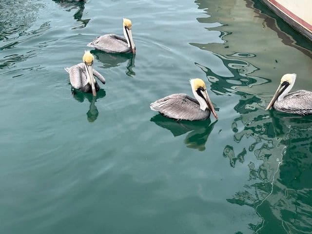Pelicans at our marina
