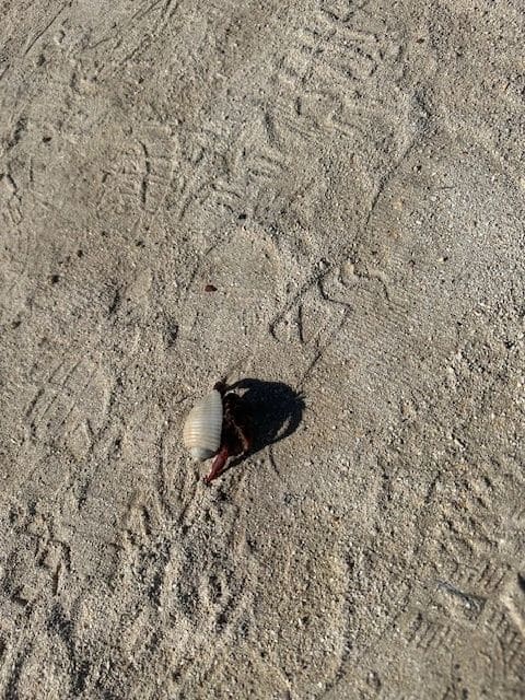 Hermit crabs are scattered along the beach and trails throughout park