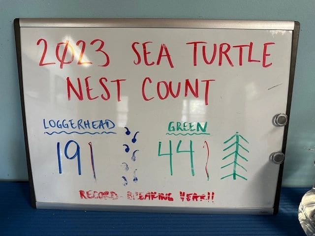 Sea turtle counts