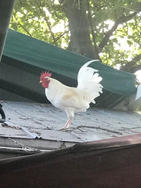 Alfredo, perched atop the roof at Blue Heaven, a favorite restaurant